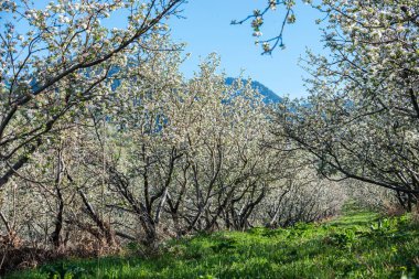 Almatı, Kazakistan dağlarda çiçek açan elma bahçeleri