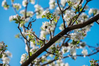 Almatı, Kazakistan dağlarda çiçek açan elma bahçeleri