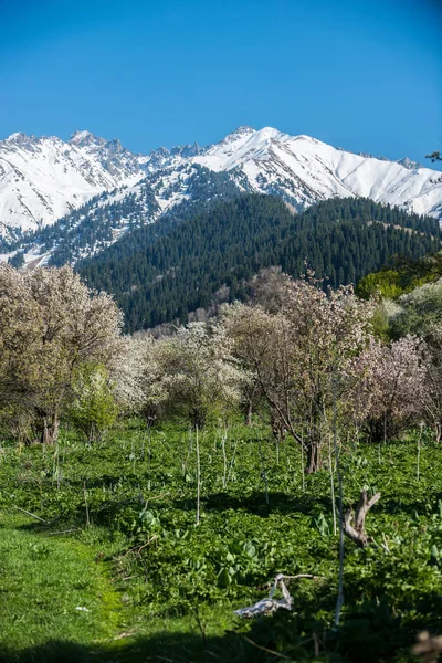 Almatı Kazakistan Dağlarda Çiçek Açan Elma Bahçeleri — Stok fotoğraf