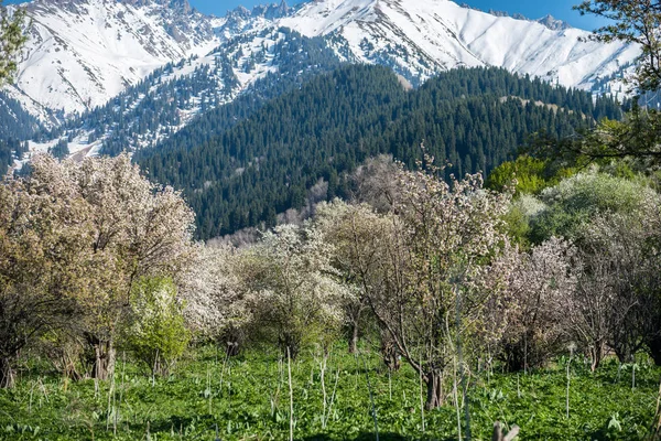 Κήποι Της Άνθισης Μήλα Στα Βουνά Almaty Του Καζακστάν — Φωτογραφία Αρχείου