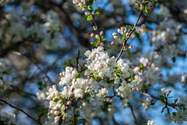 Trädgårdar Blommande Äpplen Bergen Almaty Kazakstan — Stockfoto