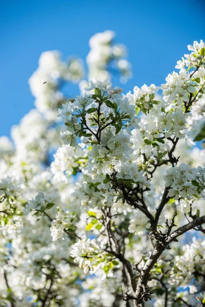 Giardini Mele Fiore Nelle Montagne Almaty Kazakistan — Foto Stock