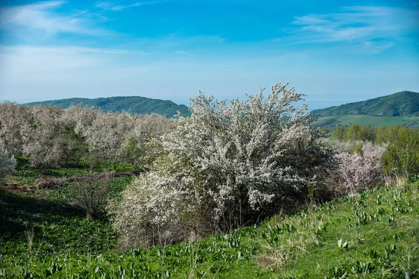 Gardens Blooming Apples Mountains Almaty Kazakhstan — Stock Photo, Image