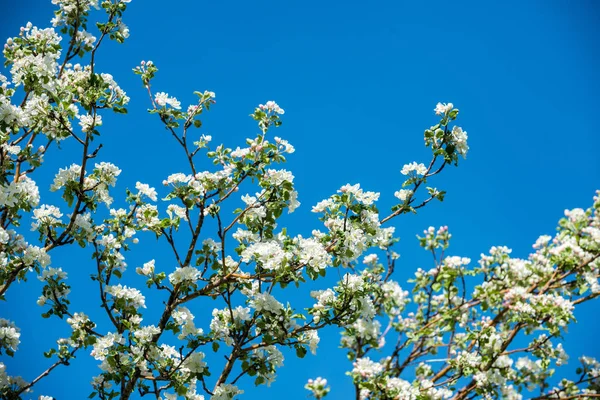 Giardini Mele Fiore Nelle Montagne Almaty Kazakistan — Foto Stock