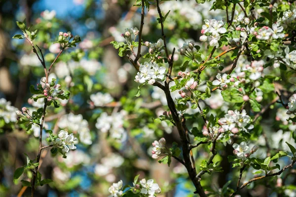 Gardens of blooming apples — Stock Photo, Image