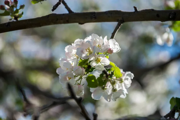 Ogrodów Kwitnących Jabłek Górach Ałma Ata Kazachstan — Zdjęcie stockowe