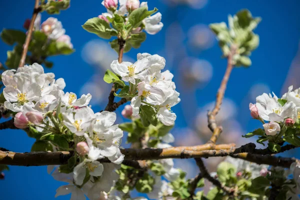 Giardini Mele Fiore Nelle Montagne Almaty Kazakistan — Foto Stock