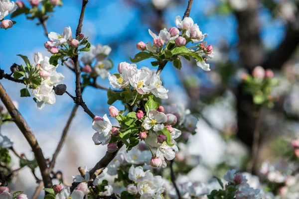 アルマトイ カザフスタンの山々 に咲くりんごの庭園 — ストック写真