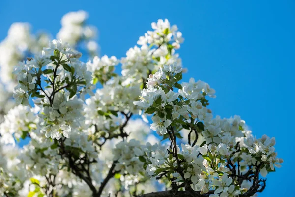 Trädgårdar Blommande Äpplen Bergen Almaty Kazakstan Stockbild