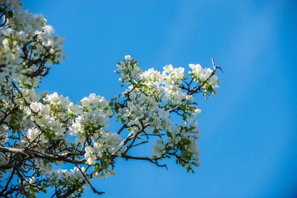 Trädgårdar Blommande Äpplen Bergen Almaty Kazakstan Stockfoto