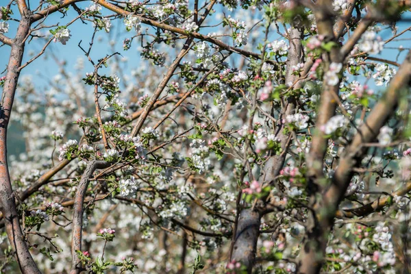 Gärten Mit Blühenden Äpfeln Den Bergen Von Almaty Kasachstan lizenzfreie Stockbilder