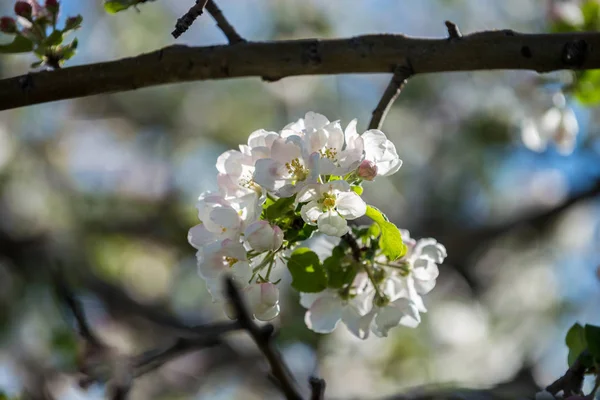 Trädgårdar Blommande Äpplen Bergen Almaty Kazakstan Stockfoto