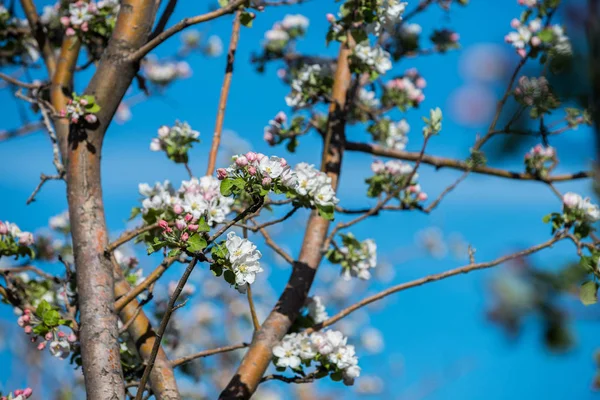 Trädgårdar Blommande Äpplen Bergen Almaty Kazakstan Stockbild