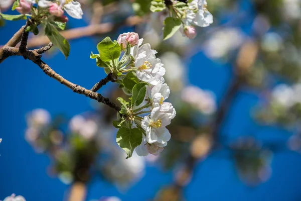 Gärten Mit Blühenden Äpfeln Den Bergen Von Almaty Kasachstan lizenzfreie Stockfotos