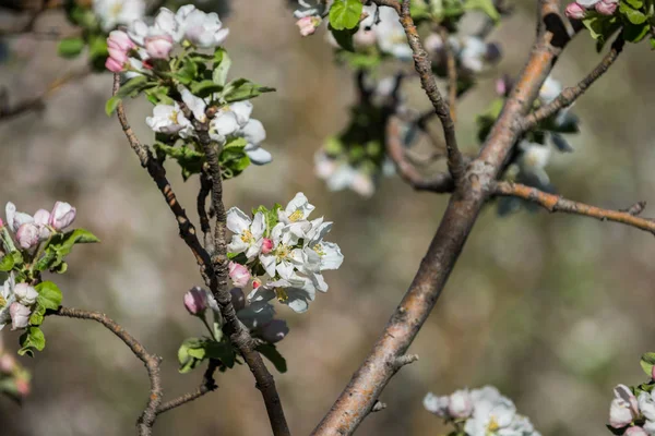 Gärten Mit Blühenden Äpfeln Den Bergen Von Almaty Kasachstan Stockbild