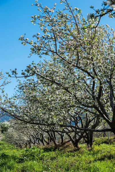 Gärten Mit Blühenden Äpfeln Den Bergen Von Almaty Kasachstan Stockfoto