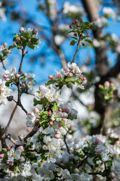 Gärten Mit Blühenden Äpfeln Den Bergen Von Almaty Kasachstan lizenzfreie Stockbilder