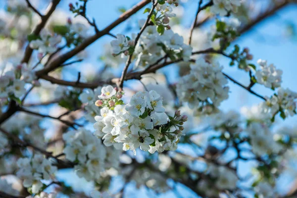 Trädgårdar Blommande Äpplen Bergen Almaty Kazakstan Royaltyfria Stockfoton