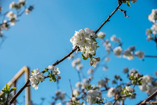 Trädgårdar Blommande Äpplen Bergen Almaty Kazakstan Stockbild