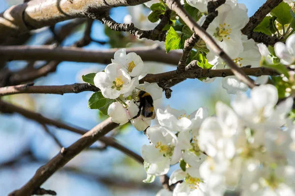 Trädgårdar Blommande Äpplen Bergen Almaty Kazakstan Stockbild