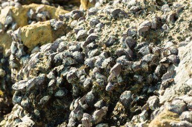 Mercan Kuzey Stradbroke Island, Queensland, Avustralya