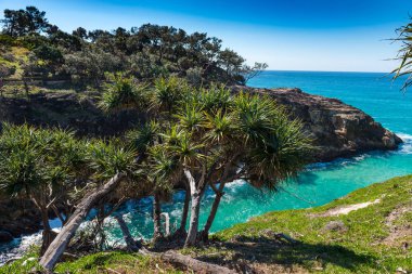 Kuzey Stradbroke Adası, Queensland, Avustralya.