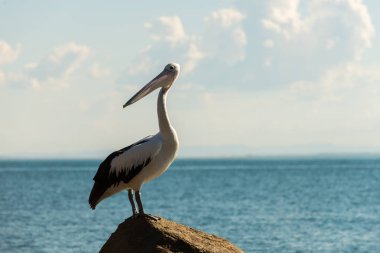 Pelikan Kuzey Stradbroke Island, Queensland, Avustralya