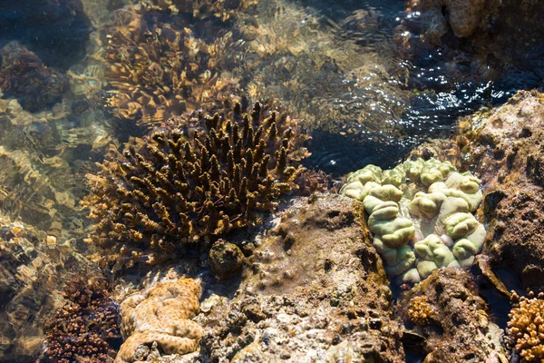 Corals North Stradbroke Island Queensland Australia — Stock Photo, Image