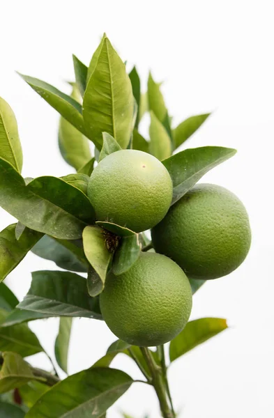 The lime — Stock Photo, Image