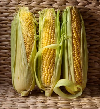 Taze mısır koçanı üzerinde. Sağlıklı organik gıda.