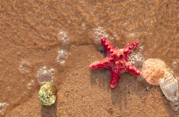 Летний Пляж Тропическом Раю Раковиной Морской Звездой Золотом Песке Концептуальный — стоковое фото