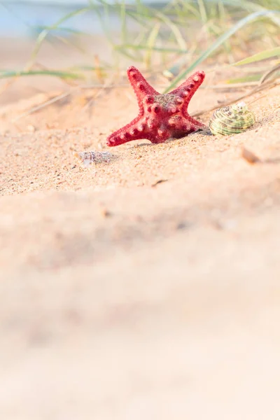 Nyáron Strand Aranyszínű Homok Egy Trópusi Paradicsomban Kagyló Tengeri Csillag — Stock Fotó