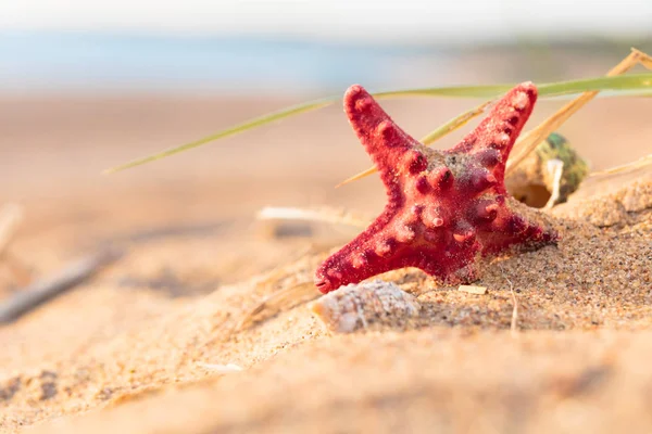 Nyáron Strand Aranyszínű Homok Egy Trópusi Paradicsomban Kagyló Tengeri Csillag — Stock Fotó