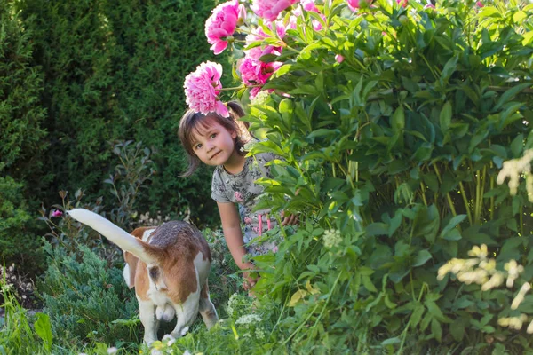 Trzy Letnia Dziewczyna Cute Beagle Ogrodzie Miejsce — Zdjęcie stockowe