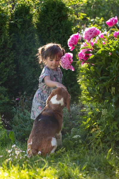 Trzy Letnia Dziewczyna Bawi Się Ładna Beagle Ogrodzie — Zdjęcie stockowe