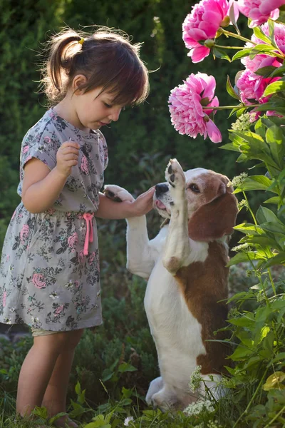 Dreijähriges Mädchen Spielt Mit Süßem Beagle Garten — Stockfoto