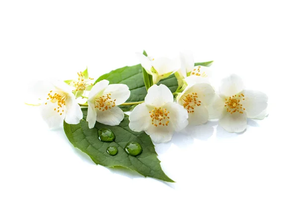 Rama de jazmín en flor sobre fondo blanco . — Foto de Stock