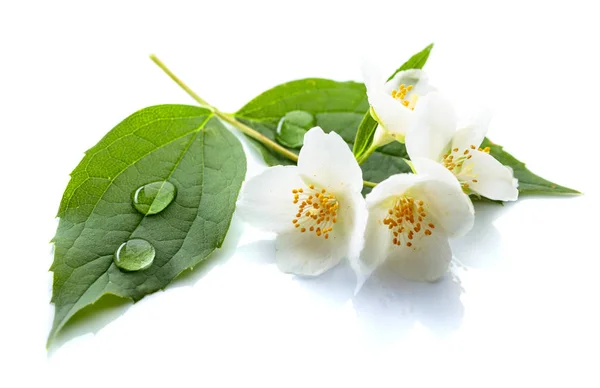 Gren av blommande jasmin på vit bakgrund. — Stockfoto