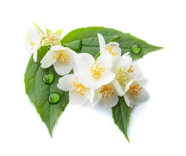 Gren av blommande jasmin på vit bakgrund. — Stockfoto