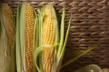 Taze mısır koçanı üzerinde. Kopya alanı.