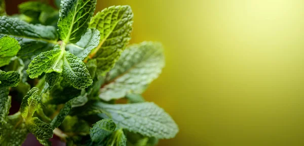 Bunch Fresh Mint Leaf Closeup Selective Focus Copy Space — Stock Photo, Image