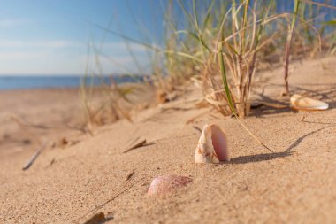 Altın kum yaz sahilde bir deniz kabuğu ile tropikal bir cennet. Geniş açı, metniniz için kopya alanı.