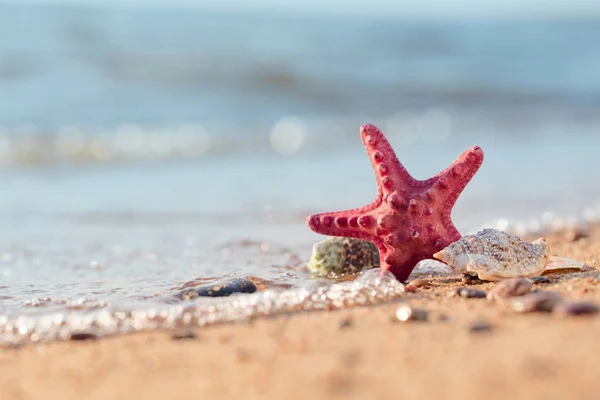 Altın Kum Yaz Sahilde Bir Deniz Kabuğu Deniz Yıldızı Ile — Stok fotoğraf