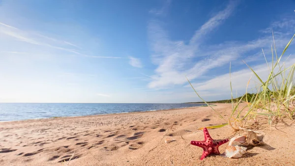 Nyáron Strand Aranyszínű Homok Egy Trópusi Paradicsomban Kagyló Tengeri Csillag — Stock Fotó