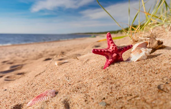 Summer Beach Tropical Paradise Seashell Starfish Golden Sand Wide Angle — Stock Photo, Image