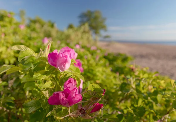Цветущие Дикие Розы Дюнах Балтийского Моря Балтийские Дюны Уникальный Экологический — стоковое фото