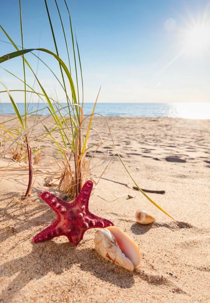 夏のビーチには 貝殻とヒトデの熱帯の楽園の黄金の砂の上 テキストのコピー スペース — ストック写真