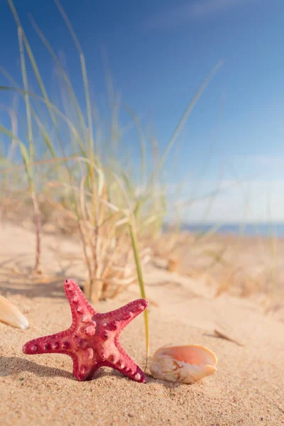 Nyáron Strand Aranyszínű Homok Egy Trópusi Paradicsomban Kagyló Tengeri Csillag — Stock Fotó