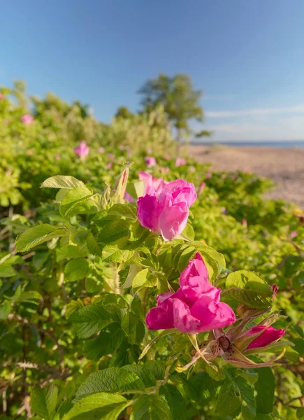 Rosas Silvestres Florescendo Nas Dunas Mar Báltico Dunas Bálticas Uma — Fotografia de Stock