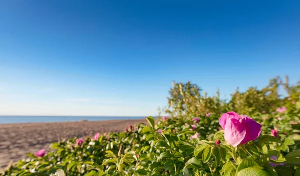 Rosas Silvestres Florescendo Nas Dunas Mar Báltico Dunas Bálticas Uma — Fotografia de Stock